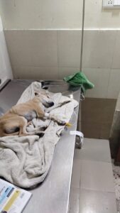 Abonded Puppies Treated for Parvo Virus