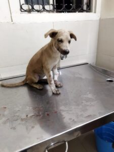 Abanded Puppy Rescued