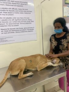 Abandaned Dog Rescued