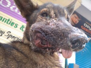 CD Jaw Fractured Dog Rescued from Bennerghatta