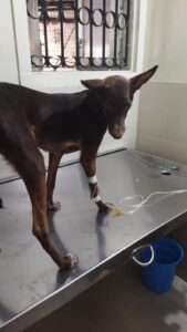 Brazie - Rescued from Begur  - Aug 2021