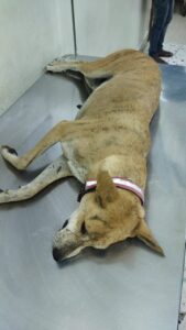Tiger - Female Dog Rescued from Hoskote  - Aug 2021