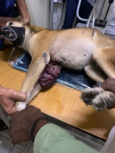 Tumour Dog Rescued from Vijayabank Layout - Aug 2021