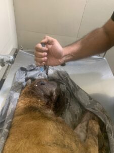 Treatment of Maggot Dog - Aug 2021