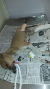 Hit and Run puppy Rescued from RR Nagar  - Aug 2021
