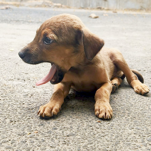 Cinnamon Image 1