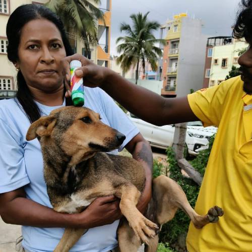 Vaccination Drive