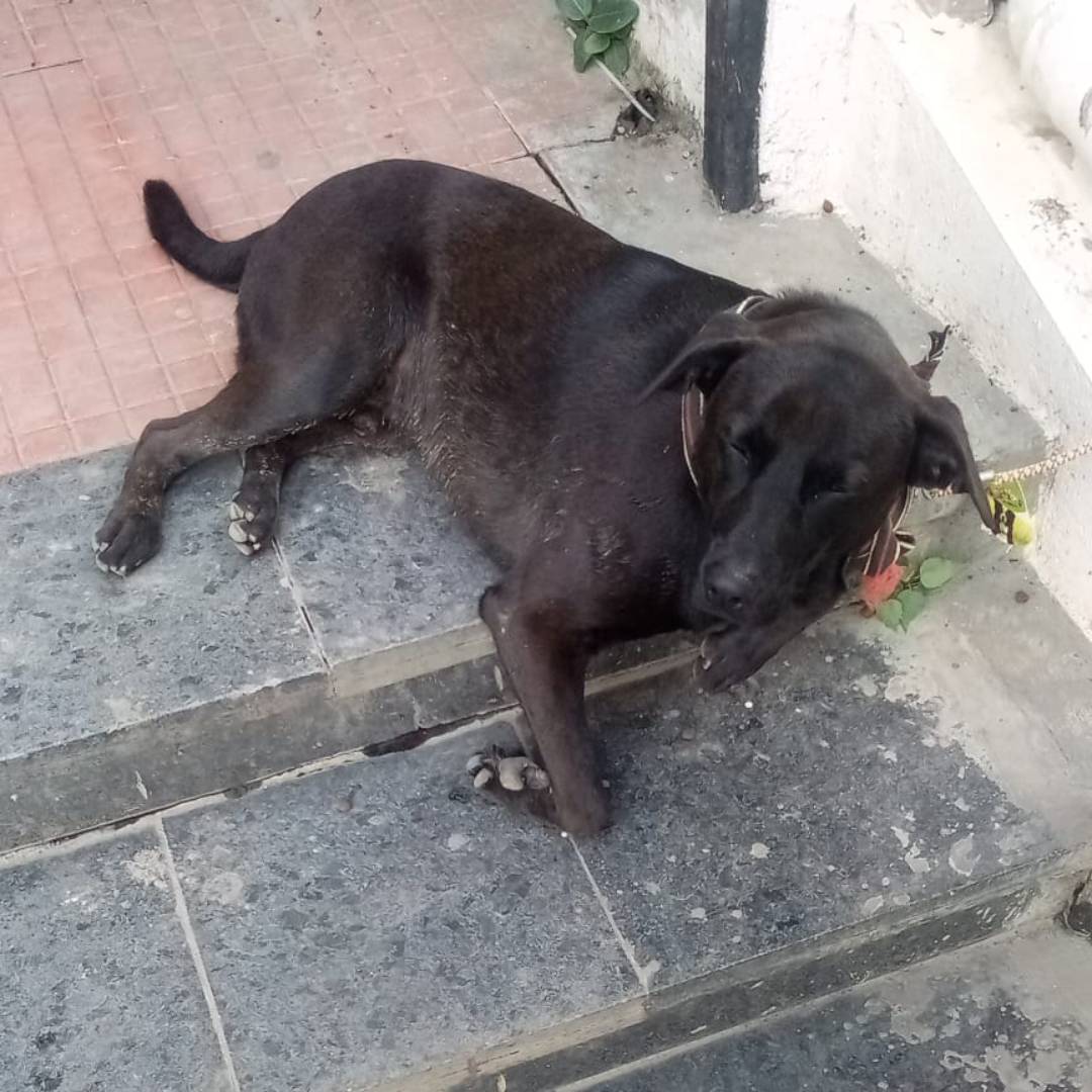 Duke