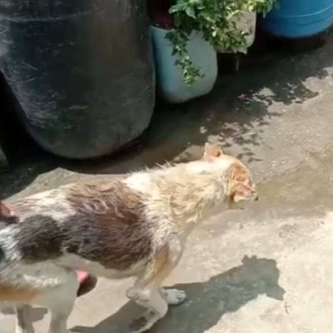 Max