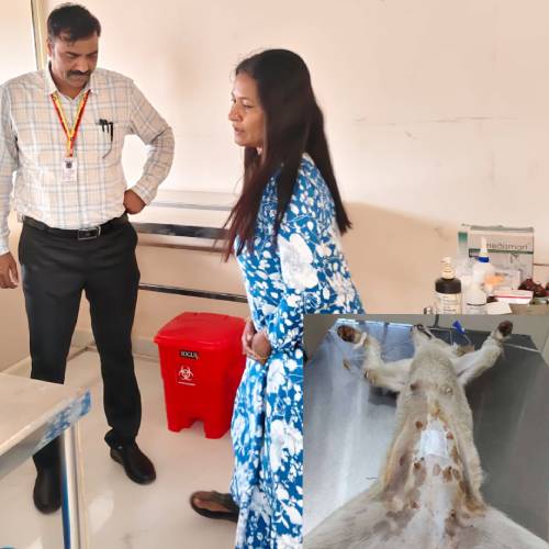 Veterinary Doctor Surgeon