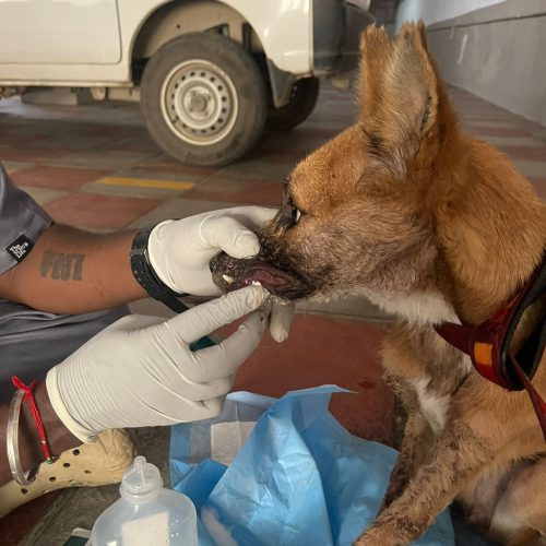 WhatsApp Image 2025-10-13 at 6.00.52 PM