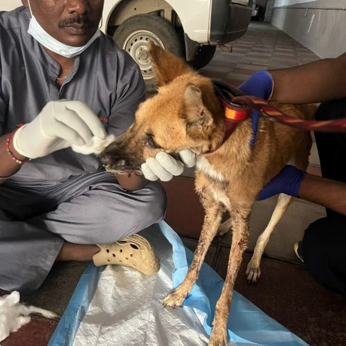 WhatsApp Image 2025-10-13 at 6.00.53 PM